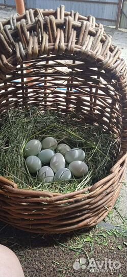 Инкубационное яйцо лакендази