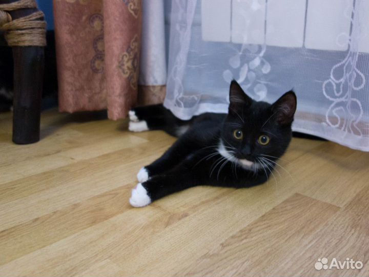 Филя -ласковый и игривый черно-белый котик 2,5 мес