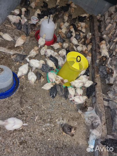 Цыплята суточные, подрощенные