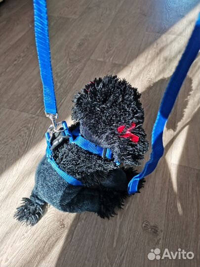 Поводок со шлейкой для кошек и мелких собак