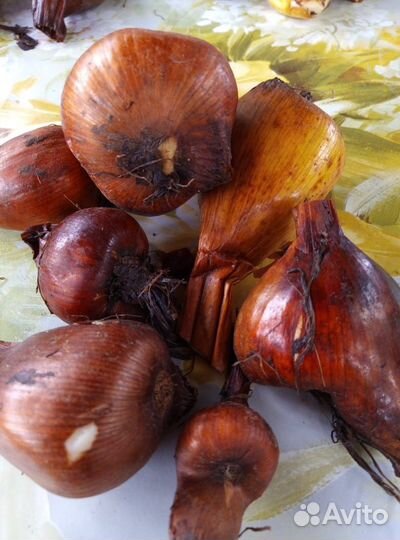 Луковицы безвременника