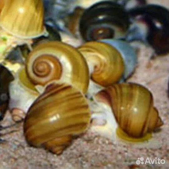 Ампулярии Голубые Розовые Черные Черничные Рыжие