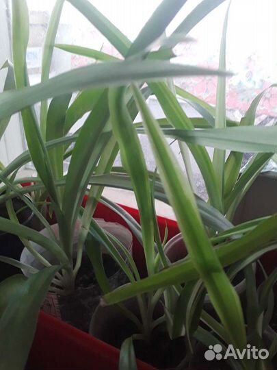 Хлорофитум