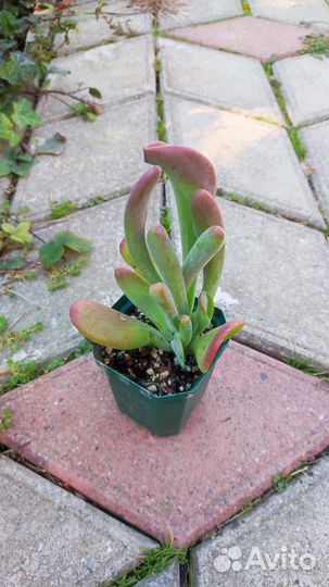 Каланхоэ oricula