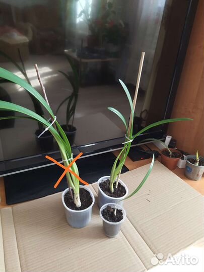 Гиппиаструм