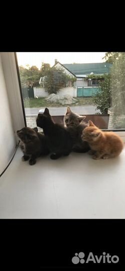 Котят в добрые руки