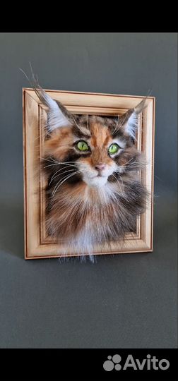 Котенок мейнкун в фоторамке