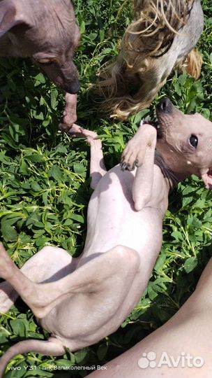 Агт маленькая девочка с большой перспективой