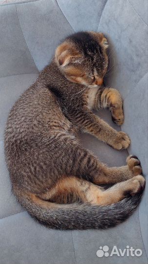 Шотландский вислоухий котенок