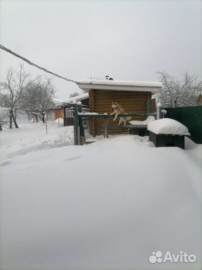 Отдам в добрые руки