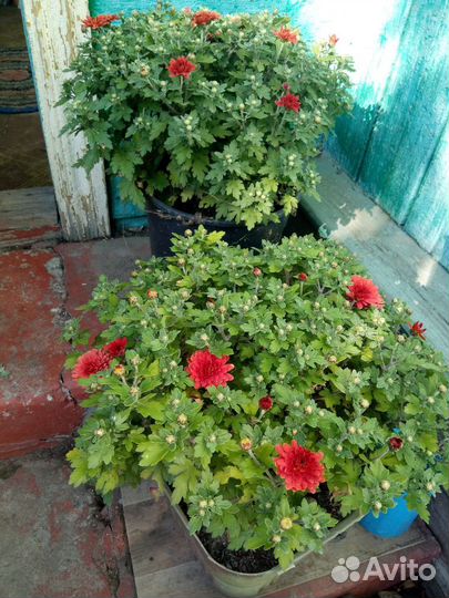 Хризантемы мультифлора