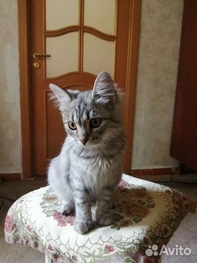 Котенок девочка в добрые руки