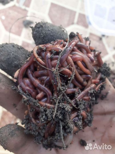 Черви красные зелёные