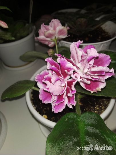 Фуксия (растение, которое на фото)