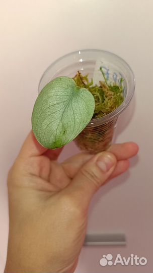 Аройдные набор 3