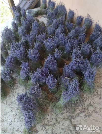 Лаванда на вес или пучки