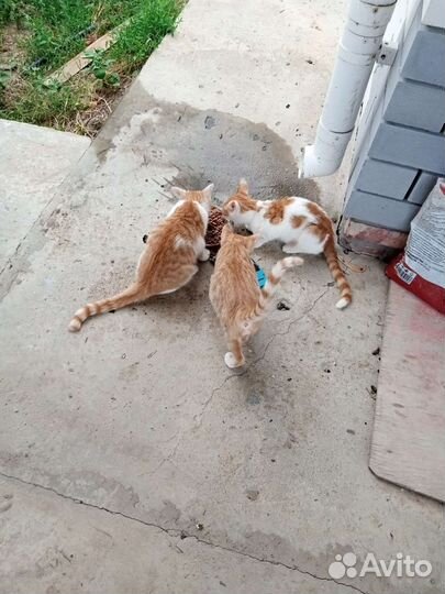 Котята бесплатно в добрые руки