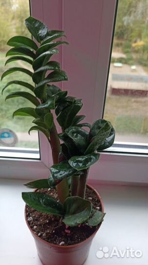 Замиокулькас Зензи