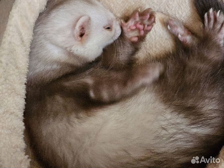 Вязка хорька