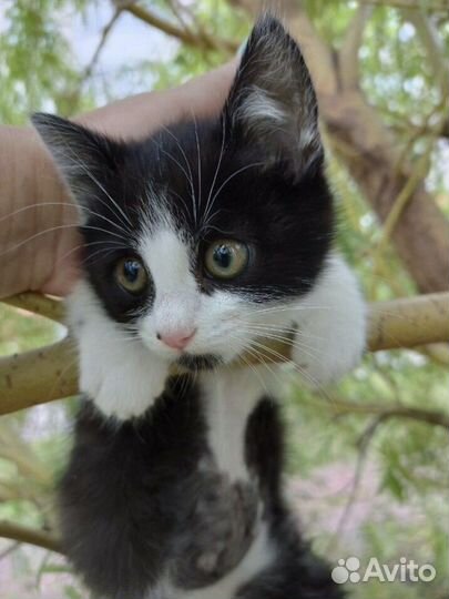 Котенок в добрые руки