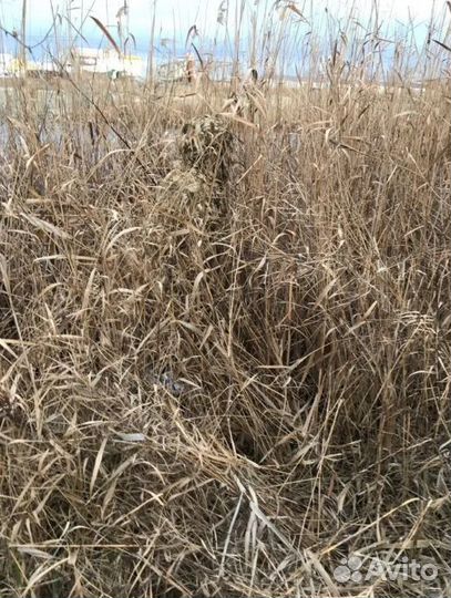 Маскировочный халат Сухой камыш