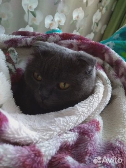 Отдам даром кошку