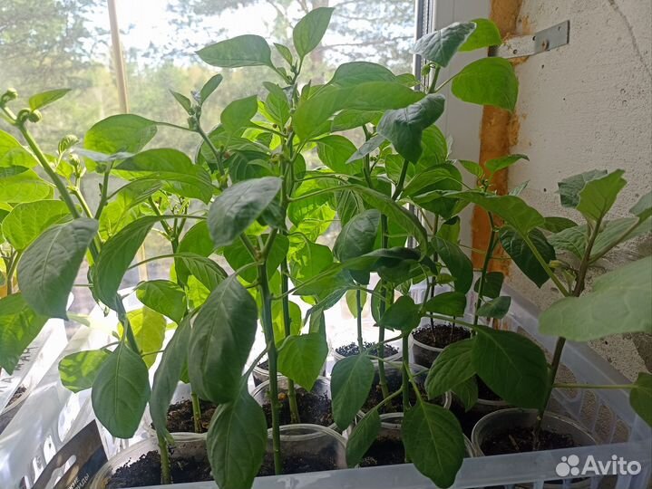 Рассада овощей