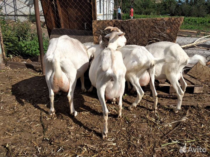 Высокоудойные козы