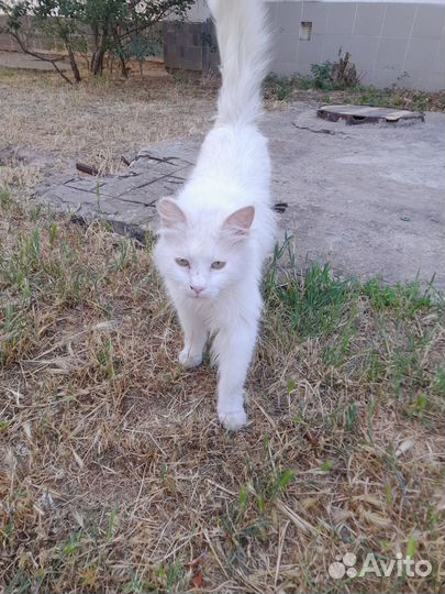 Белая кошка в добрые руки
