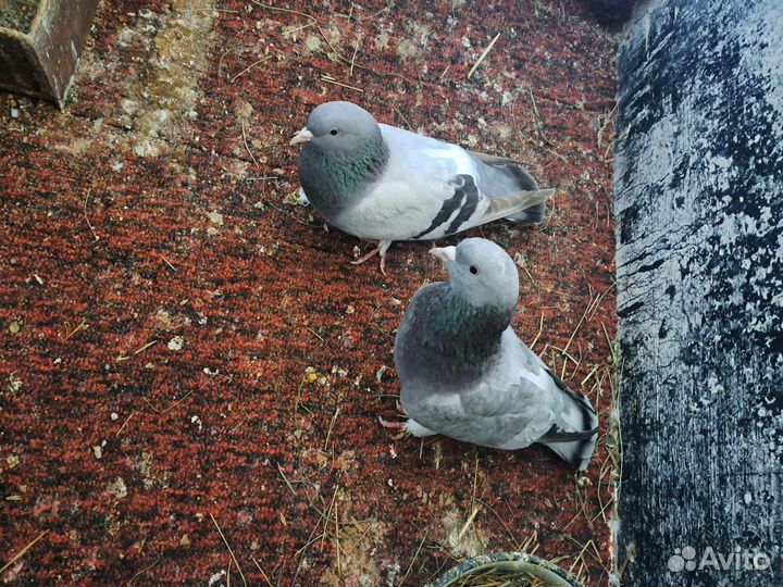 Голуби