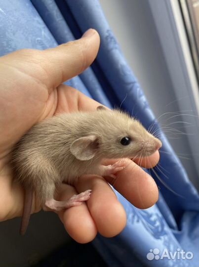 Крысята с клеткой