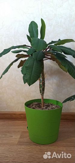 Кактус молочай