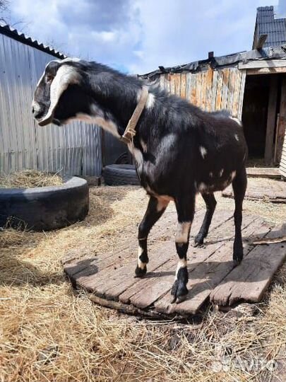 Коза нубийская дойная