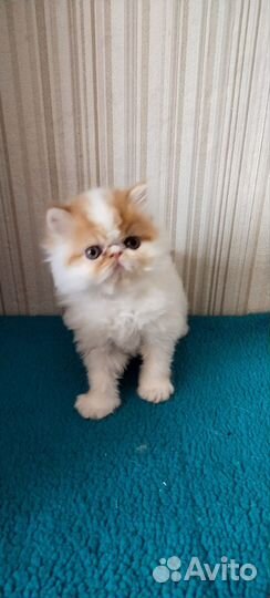 Вязка. Персидский кот