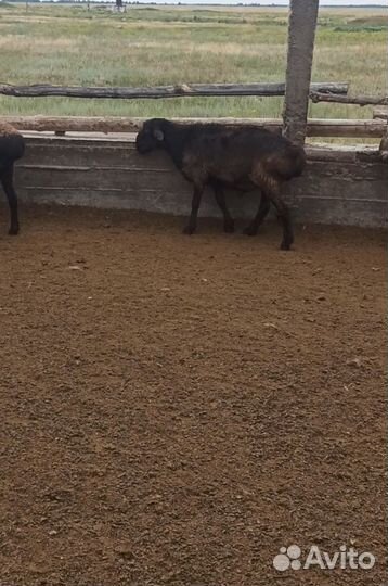 Продам барана Гиссарской породы