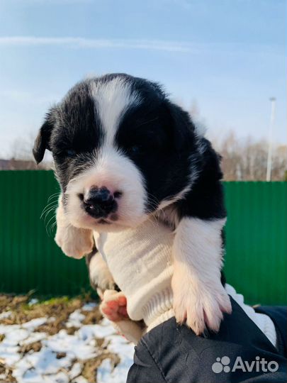 Красивый щенок ищет дом