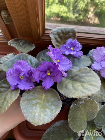 Фиалки цветущие разные