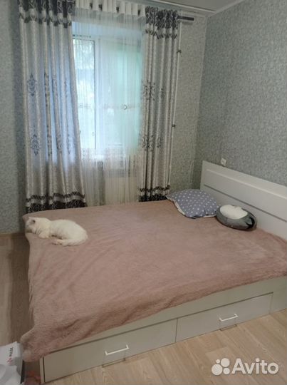 Британский кот