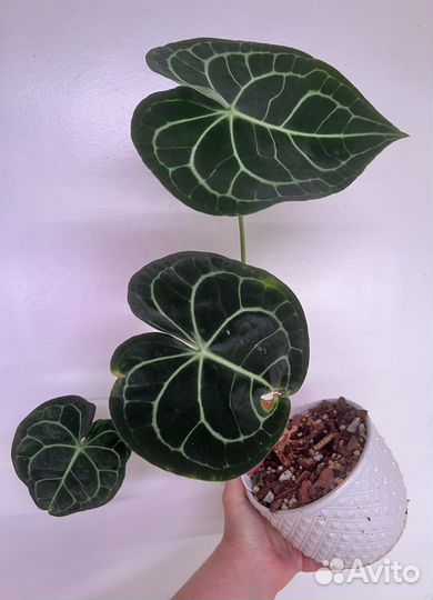 Антуриум Кларинервиум, Alpinia-имбирь