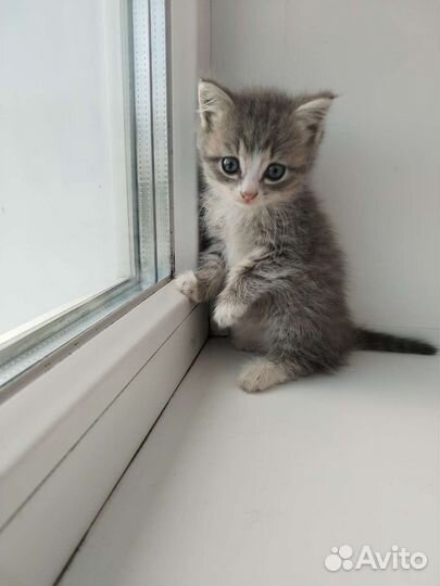 Котята (2 мальчика)в добрые руки