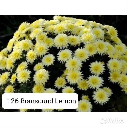 Хризантемы мультифлора