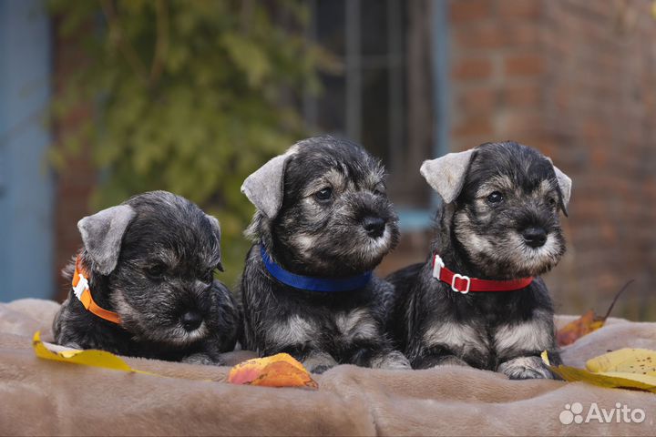 Цвергшнауцер