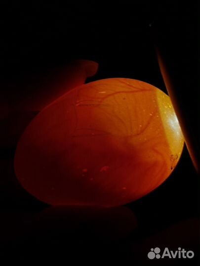 Инкубационное яйцо карликовый кохинхин