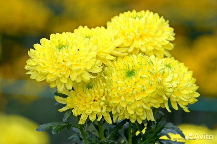 Хризантема Зембла