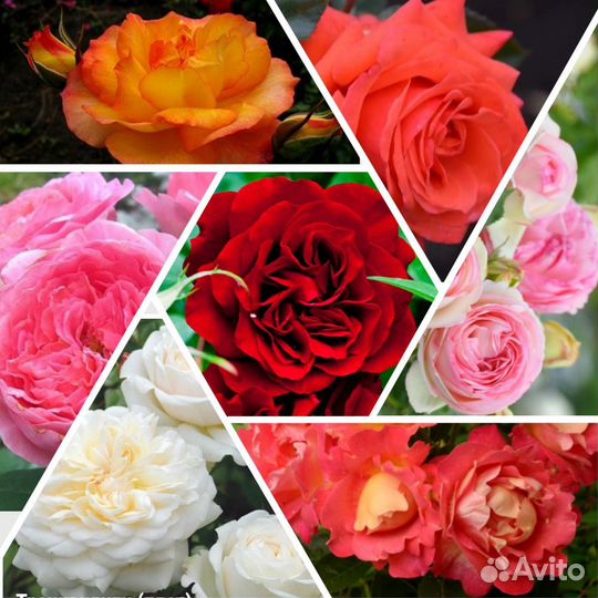 Розы плетистые