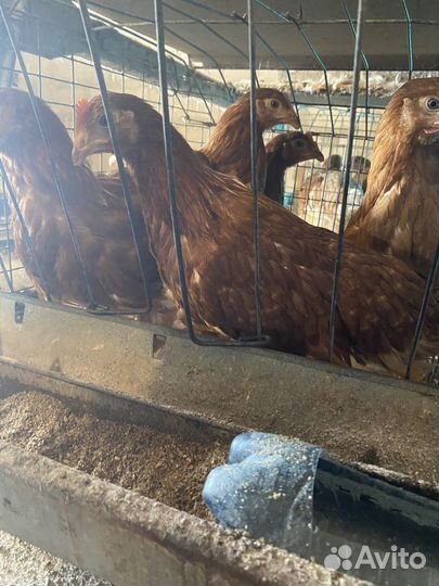 Куры молодки