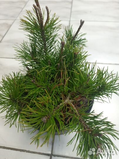 Можжевельники, сосна мугус, туя складчатая Випкорд