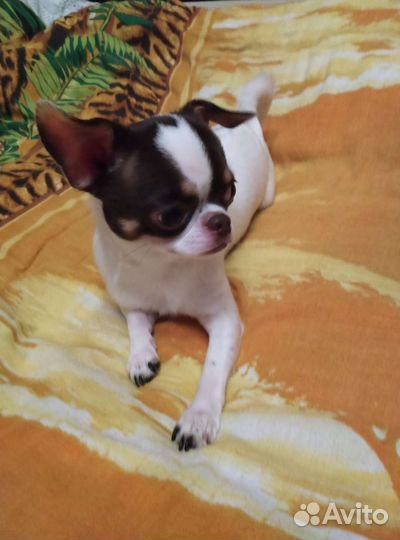 Вязка кобель чихуахуа 3 года