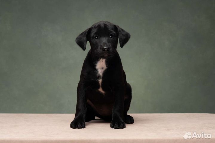 Щенки ксоло в шерсти