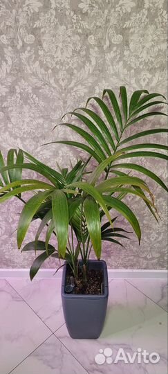 Крупномеры обновлено 23.09